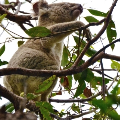 Phascolarctos cinereus (Koala) at Noosa Heads, QLD - 15 Nov 2015 by bapaj