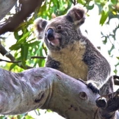 Phascolarctos cinereus (Koala) at Noosa Heads, QLD - 15 Nov 2015 by bapaj