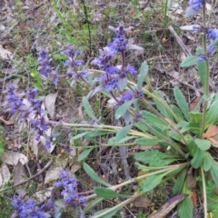 Ajuga australis (Austral Bugle) at Kambah, ACT - 16 Nov 2015 by RosemaryRoth