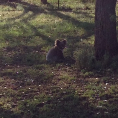 Phascolarctos cinereus (Koala) at Curlewis, NSW - 16 Nov 2015 by Piyawoola