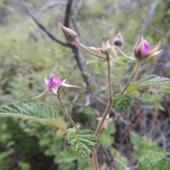 Rubus parvifolius (Native Raspberry) at Tuggeranong Hill - 7 Nov 2015 by michaelb