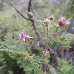 Rubus parvifolius (Native Raspberry) at Theodore, ACT - 7 Nov 2015 by MichaelBedingfield