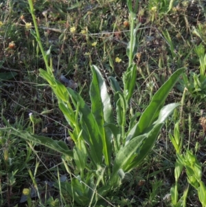 Hackelia suaveolens at Theodore, ACT - 7 Nov 2015