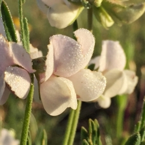 Lotus australis at Googong, NSW - 17 Nov 2015