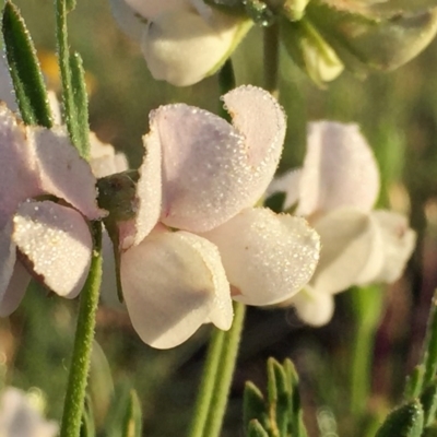 Lotus australis (Austral Trefoil) at Wandiyali-Environa Conservation Area - 16 Nov 2015 by Wandiyali