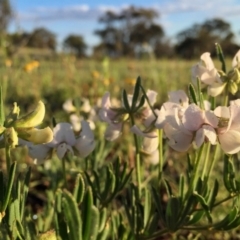 Lotus australis at Googong, NSW - 17 Nov 2015