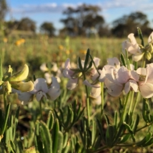Lotus australis at Googong, NSW - 17 Nov 2015