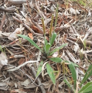 Plantago varia at Hackett, ACT - 1 Nov 2015