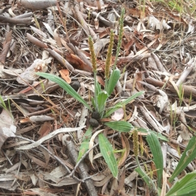 Plantago varia (Native Plaintain) at Mount Majura - 31 Oct 2015 by MAX