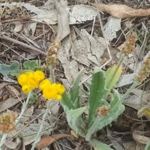 Plantago varia at Hackett, ACT - 1 Nov 2015 10:05 AM