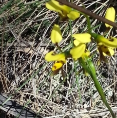 Diuris sulphurea (Tiger Orchid) at Mount Majura - 25 Oct 2015 by MAX