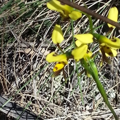 Diuris sulphurea (Tiger Orchid) at Majura, ACT - 25 Oct 2015 by MAX