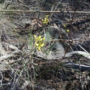 Diuris sulphurea at Majura, ACT - 25 Oct 2015