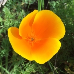 Eschscholzia californica (California Poppy) at Woodstock Nature Reserve - 16 Nov 2015 by forrac