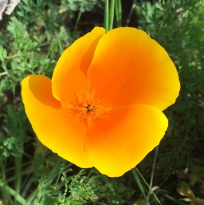 Eschscholzia californica (California Poppy) at Belconnen, ACT - 16 Nov 2015 by forrac