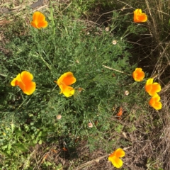 Eschscholzia californica at Belconnen, ACT - 17 Nov 2015 10:27 AM