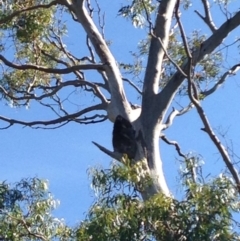 Phascolarctos cinereus (Koala) at Skye, SA - 17 Nov 2015 by Spotto