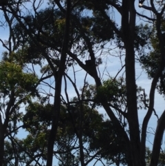 Phascolarctos cinereus (Koala) at Skye, SA - 17 Nov 2015 by Spotto