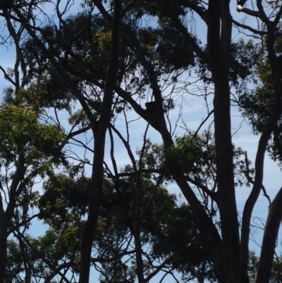 Phascolarctos cinereus (Koala) at Skye, SA - 17 Nov 2015 by Spotto