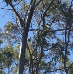 Phascolarctos cinereus (Koala) at Skye, SA - 16 Nov 2015 by Spotto