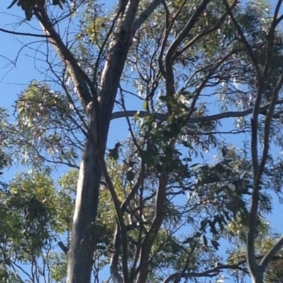 Phascolarctos cinereus (Koala) at Skye, SA - 17 Nov 2015 by Spotto