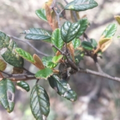 Pomaderris betulina subsp. betulina (Birch Pomaderris) at Mount Jerrabomberra QP - 17 Nov 2015 by MattM