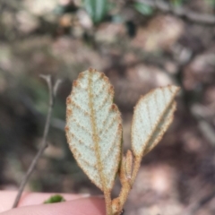 Pomaderris betulina subsp. betulina at Jerrabomberra, NSW - 17 Nov 2015