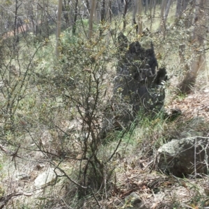 Pomaderris betulina subsp. betulina at Jerrabomberra, NSW - 17 Nov 2015 12:55 PM