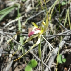 Caladenia atrovespa (Green-comb Spider Orchid) at Mount Jerrabomberra - 17 Nov 2015 by MattM