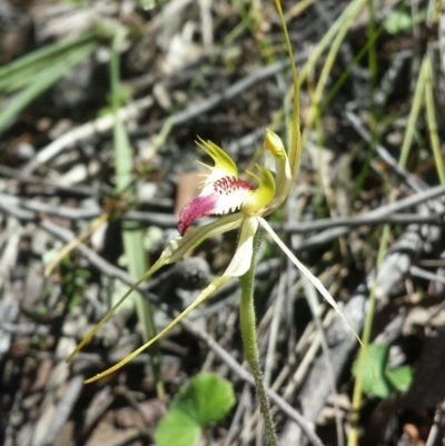 Caladenia atrovespa (Green-comb Spider Orchid) at Mount Jerrabomberra - 17 Nov 2015 by MattM