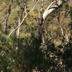 Phascolarctos cinereus (Koala) at Skye, SA - 16 Nov 2015 by Spotto