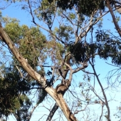 Phascolarctos cinereus (Koala) at Skye, SA - 17 Nov 2015 by Spotto