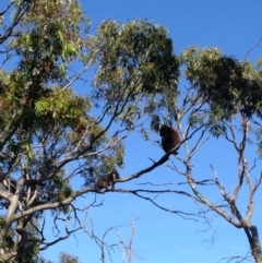 Phascolarctos cinereus (Koala) at Skye, SA - 16 Nov 2015 by Spotto