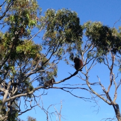 Phascolarctos cinereus (Koala) at Skye, SA - 17 Nov 2015 by Spotto