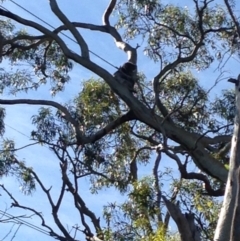 Phascolarctos cinereus (Koala) at Skye, SA - 17 Nov 2015 by Spotto