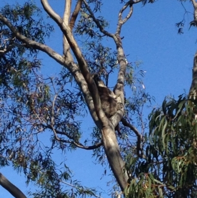 Phascolarctos cinereus (Koala) at Skye, SA - 17 Nov 2015 by Spotto