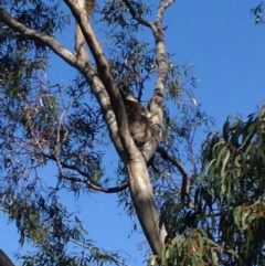 Phascolarctos cinereus (Koala) at Skye, SA - 17 Nov 2015 by Spotto