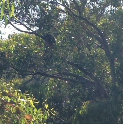 Phascolarctos cinereus (Koala) at Skye, SA - 16 Nov 2015 by Spotto