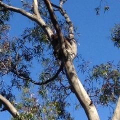 Phascolarctos cinereus (Koala) at Skye, SA - 16 Nov 2015 by Spotto