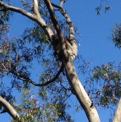 Phascolarctos cinereus (Koala) at Skye, SA - 17 Nov 2015 by Spotto