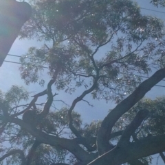 Phascolarctos cinereus (Koala) at Skye, SA - 17 Nov 2015 by Spotto