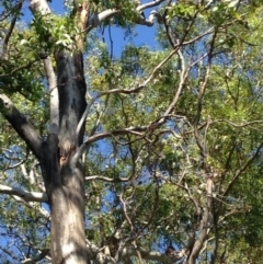 Phascolarctos cinereus (Koala) at Skye, SA - 17 Nov 2015 by Spotto