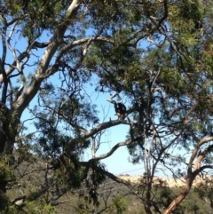 Phascolarctos cinereus (Koala) at Skye, SA - 17 Nov 2015 by Spotto