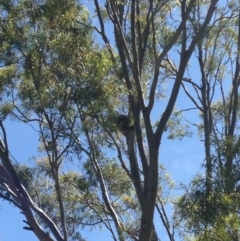 Phascolarctos cinereus (Koala) at Skye, SA - 17 Nov 2015 by Spotto