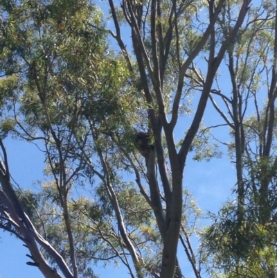 Phascolarctos cinereus (Koala) at Skye, SA - 17 Nov 2015 by Spotto