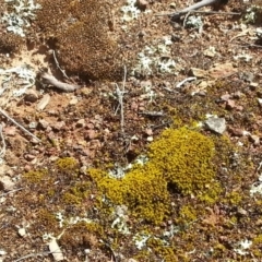 Xanthoparmelia sp. (Rock-shield lichen (foliose lichen)) at Mount Majura - 25 Oct 2015 by MAX