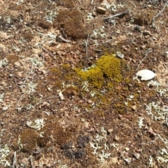 Xanthoparmelia sp. at Majura, ACT - 25 Oct 2015