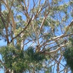 Phascolarctos cinereus (Koala) at Skye, SA - 16 Nov 2015 by Spotto