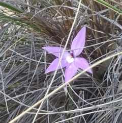 Glossodia major (Wax Lip Orchid) at Mount Majura - 18 Oct 2015 by MAX