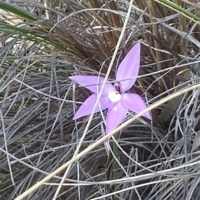 Glossodia major (Wax Lip Orchid) at Mount Majura - 18 Oct 2015 by MAX